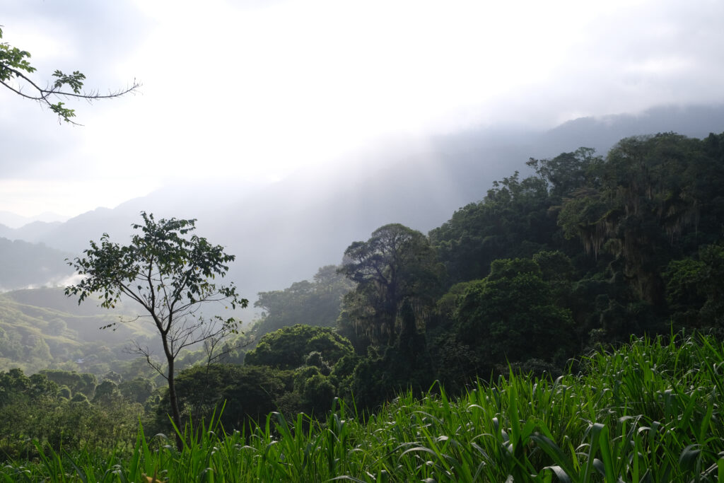 image de foret avec des nuages pour représenter l'aspect paisible de nos séjours